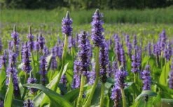 Heartleaf Purple Pickerel Weed (Pontaderia Cordata) - 8 Pack Of 1 Gallon Pot 8 Heartleaf Purple Pickerel Weed (Pontaderia Cordata) - 8 Pack Of 1 Gallon Pot -Foliage Dream Sales Store pontederia cordata pickerel weed 2 1