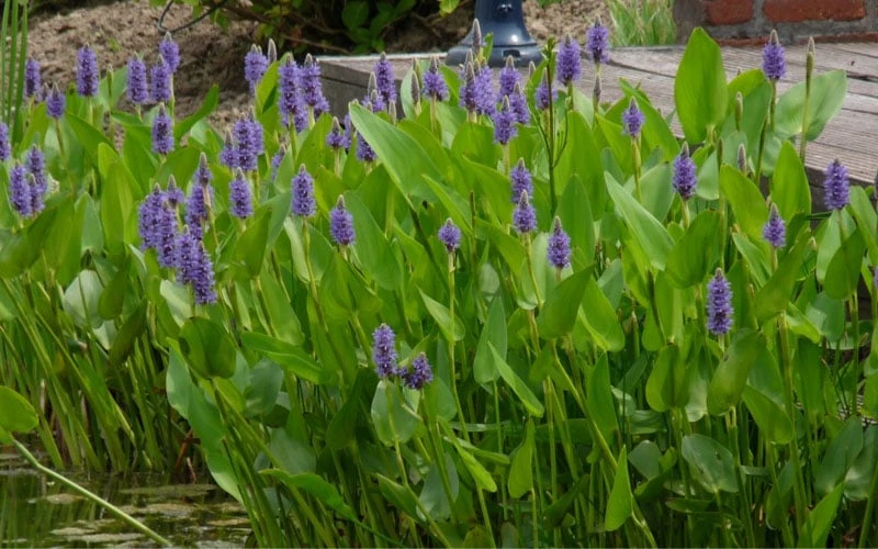 Heartleaf Purple Pickerel Weed (Pontaderia Cordata) - 8 Pack Of 1 Gallon Pot 4 Heartleaf Purple Pickerel Weed (Pontaderia Cordata) - 8 Pack Of 1 Gallon Pot - Image 4