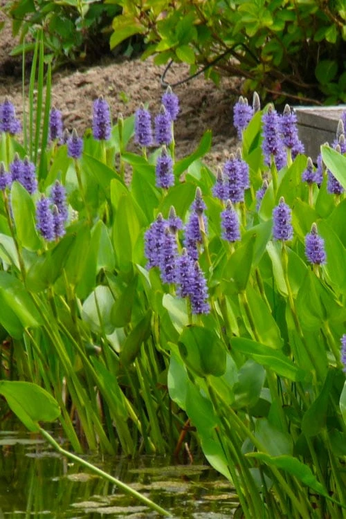 Heartleaf Purple Pickerel Weed (Pontaderia Cordata) - 8 Pack Of 1 Gallon Pot 5 Heartleaf Purple Pickerel Weed (Pontaderia Cordata) - 8 Pack Of 1 Gallon Pot - Image 5