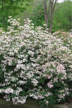 Coastal Azalea (Rhododendron Atlanticum) - 1 Gallon Pot -Foliage Dream Sales Store rhododendron atlanticum coastal azalea 1