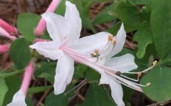 Coastal Azalea (Rhododendron Atlanticum) - 1 Gallon Pot -Foliage Dream Sales Store rhododendron atlanticum coastal azalea 8
