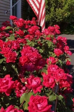 Red Double Knock Out Rose - 5 Gallon Pot -Foliage Dream Sales Store rosa double red knock out rose 103