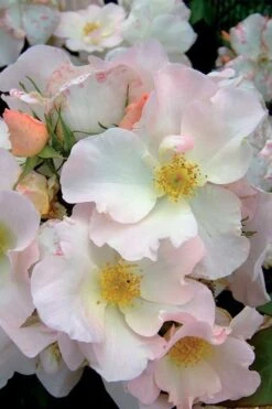 Sally Holmes Climbing Rose - 5 Gallon Pot 9 Sally Holmes Climbing Rose - 5 Gallon Pot -Foliage Dream Sales Store rosa sally holmes climbing rose 2