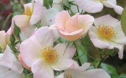 Sally Holmes Climbing Rose - 5 Gallon Pot 11 Sally Holmes Climbing Rose - 5 Gallon Pot -Foliage Dream Sales Store rosa sally holmes climbing rose 7