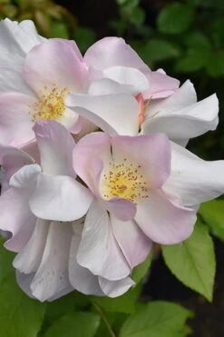 Sally Holmes Climbing Rose - 5 Gallon Pot 10 Sally Holmes Climbing Rose - 5 Gallon Pot -Foliage Dream Sales Store rosa sally holmes climbing rose 9