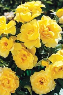 Sparkle & Shine Yellow Tree Rose - 7 Gallon Pot -Foliage Dream Sales Store rosa sparkle and shine tree rose 1