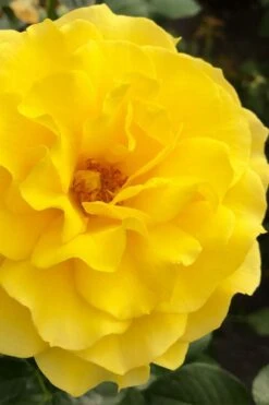 Sparkle & Shine Yellow Tree Rose - 7 Gallon Pot -Foliage Dream Sales Store rosa sparkle and shine tree rose 4