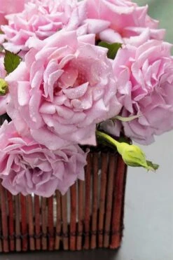 Belinda's Dream Shrub Rose - 3 Gallon Pot -Foliage Dream Sales Store rose belindas dream 13