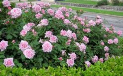 Belinda's Dream Shrub Rose - 3 Gallon Pot -Foliage Dream Sales Store rose belindas dream 7