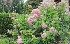 Belinda's Dream Shrub Rose - 3 Gallon Pot -Foliage Dream Sales Store rose belindas dream 8