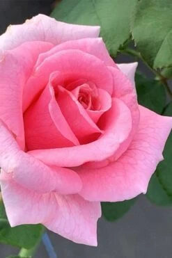 Brindabella Pink Princess Shrub Rose - 2 Gallon Pot -Foliage Dream Sales Store rose brindabella pink princess 2