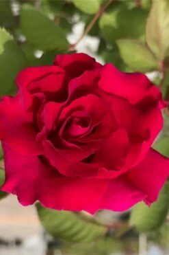 Brindabella Red Empress Shrub Rose - 2 Gallon Pot -Foliage Dream Sales Store rose brindabella red empress 11 1