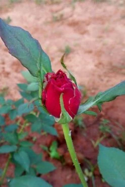 Brindabella Red Empress Shrub Rose - 3 Gallon Pot -Foliage Dream Sales Store rose brindabella red empress 12