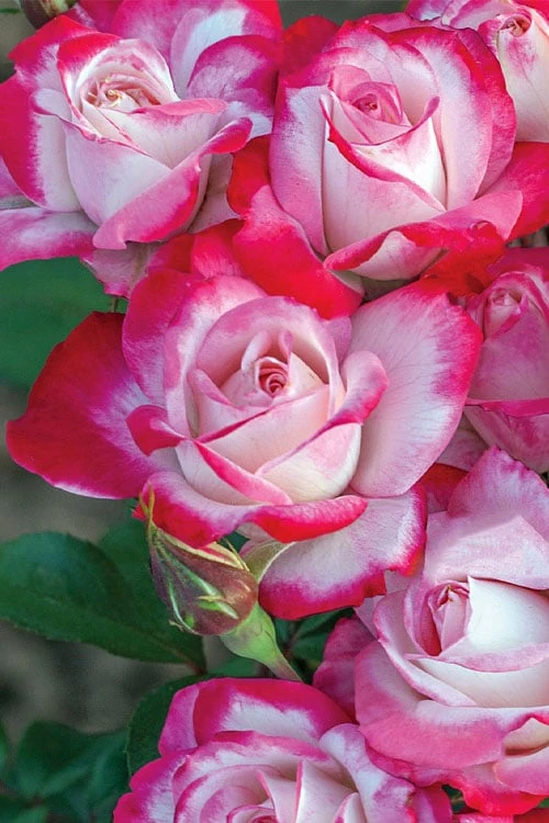 Candy Cane Cocktail Floribunda Rose - 3 Gallon Pot 4 Candy Cane Cocktail Floribunda Rose - 3 Gallon Pot - Image 4