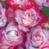 Candy Cane Cocktail Floribunda Rose - 3 Gallon Pot