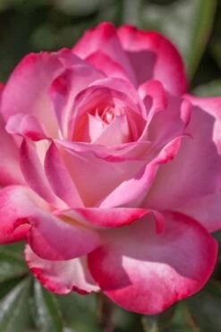 Candy Cane Cocktail Floribunda Rose - 3 Gallon Pot 9 Candy Cane Cocktail Floribunda Rose - 3 Gallon Pot -Foliage Dream Sales Store rose candy cane cocktail 4