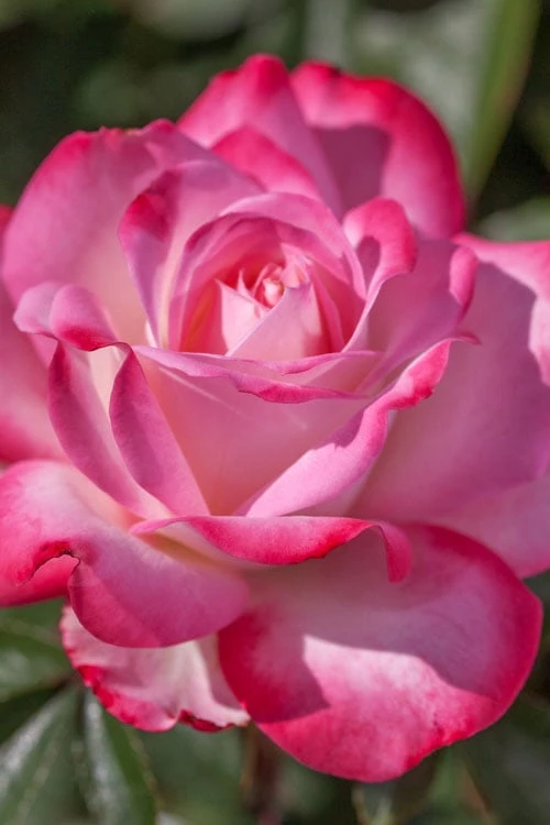 Candy Cane Cocktail Floribunda Rose - 3 Gallon Pot 5 Candy Cane Cocktail Floribunda Rose - 3 Gallon Pot - Image 5