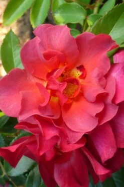 Cinco De Mayo Rose - 3 Gallon Pot -Foliage Dream Sales Store rose cinco de mayo 21