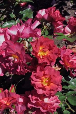 Cinco De Mayo Rose - 3 Gallon Pot -Foliage Dream Sales Store rose cinco de mayo 22