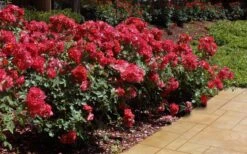 Cinco De Mayo Rose - 3 Gallon Pot -Foliage Dream Sales Store rose cinco de mayo 26