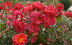 Cinco De Mayo Rose - 3 Gallon Pot -Foliage Dream Sales Store rose cinco de mayo 27