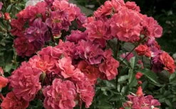 Cinco De Mayo Rose - 3 Gallon Pot -Foliage Dream Sales Store rose cinco de mayo 5 800x500 1