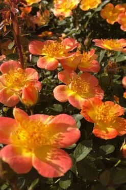 Oso Easy 'Hot Paprika' Rose - 3 Gallon Pot 10 Oso Easy 'Hot Paprika' Rose - 3 Gallon Pot -Foliage Dream Sales Store rose hot paprika 4