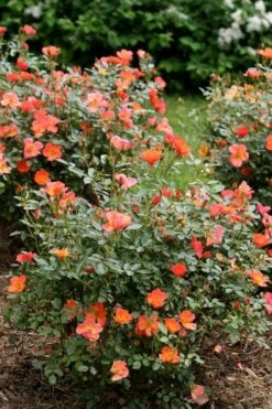 Oso Easy 'Hot Paprika' Rose - 3 Gallon Pot 11 Oso Easy 'Hot Paprika' Rose - 3 Gallon Pot -Foliage Dream Sales Store rose hot paprika 5