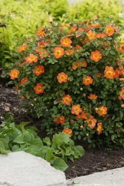 Oso Easy 'Hot Paprika' Rose - 3 Gallon Pot 12 Oso Easy 'Hot Paprika' Rose - 3 Gallon Pot -Foliage Dream Sales Store rose hot paprika 7