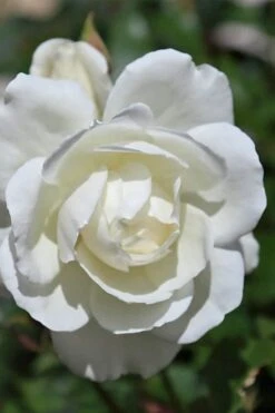 Iceberg Shrub Rose - 3 Gallon Pot -Foliage Dream Sales Store rose iceberg 25