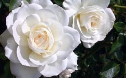 Iceberg Shrub Rose - 3 Gallon Pot -Foliage Dream Sales Store rose iceberg 28