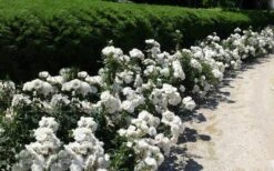 Iceberg Shrub Rose - 3 Gallon Pot -Foliage Dream Sales Store rose iceberg 29