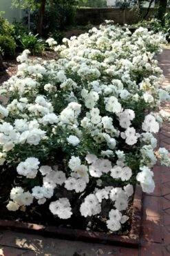 Iceberg Shrub Rose - 3 Gallon Pot -Foliage Dream Sales Store rose iceberg 31