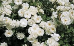 Iceberg Tree Rose - 7 Gallon Pot -Foliage Dream Sales Store rose iceburg 800x500 2