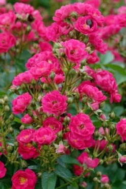 Oso Easy 'Peasy' Rose - 3 Gallon Pot -Foliage Dream Sales Store rose oso easy peasy 2 1