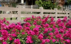 Oso Easy 'Peasy' Rose - 2 Gallon Pot -Foliage Dream Sales Store rose oso easy peasy 6