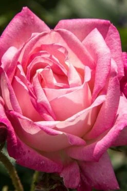 Peppermint Pop Rose - 3 Gallon Pot -Foliage Dream Sales Store rose peppermint pop 3