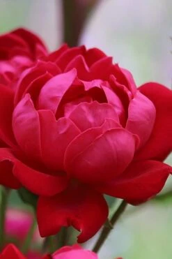 Petite Knock Out Rose - 2 Gallon Pot -Foliage Dream Sales Store rose petite knock out 1