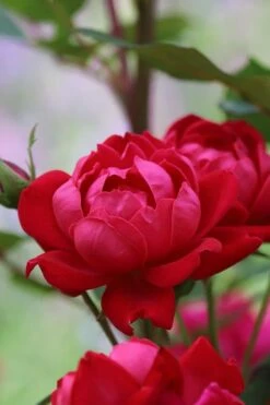 Petite Knock Out Rose - 2 Gallon Pot -Foliage Dream Sales Store rose petite knock out 2