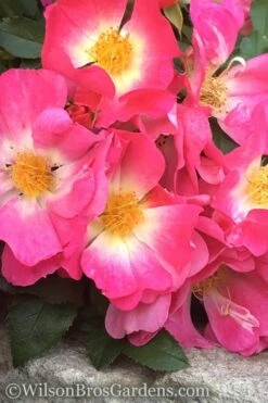 Pink Drift Groundcover Rose - 2 Gallon Pot -Foliage Dream Sales Store rose pink drift 11