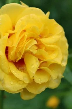 Rise Up Ringo Rose - 3 Gallon Pot -Foliage Dream Sales Store rose rise up ringo 3