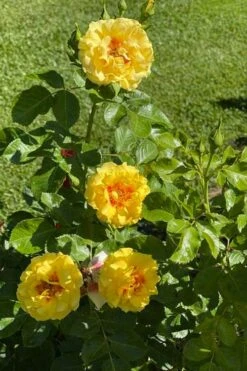 Rise Up Ringo Rose - 3 Gallon Pot -Foliage Dream Sales Store rose rise up ringo 5