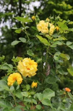 Rise Up Ringo Rose - 3 Gallon Pot -Foliage Dream Sales Store rose rise up ringo 6