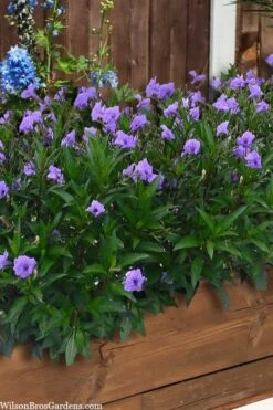 Mayan Compact Purple Mexican Petunia (Ruellia) - 5 Pack Quart Pots -Foliage Dream Sales Store ruellia simplex mayan compact purple mexican petunia 4