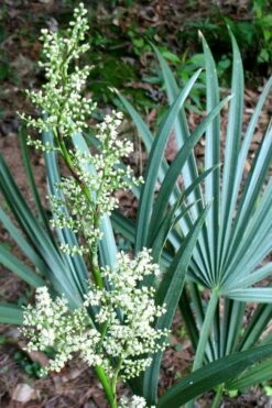 Blue Stem Dwarf Palmetto Palm (Sabal Minor) - 3 Gallon Pot -Foliage Dream Sales Store sabal minor dwarf blue stem palmetto palm 1 1