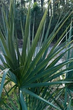 Blue Stem Dwarf Palmetto Palm (Sabal Minor) - 3 Gallon Pot -Foliage Dream Sales Store sabal minor dwarf blue stem palmetto palm 3 1