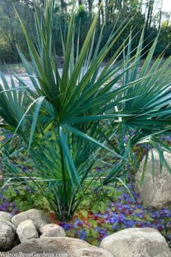 Blue Stem Dwarf Palmetto Palm (Sabal Minor) - 7 Gallon Pot 11 Blue Stem Dwarf Palmetto Palm (Sabal Minor) - 7 Gallon Pot -Foliage Dream Sales Store sabal minor dwarf blue stem palmetto palm 5