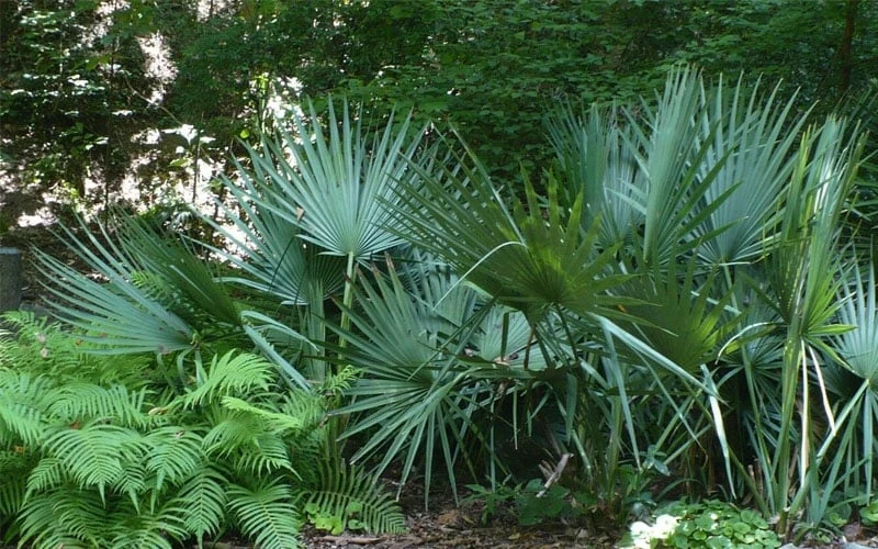 Blue Stem Dwarf Palmetto Palm (Sabal Minor) - 7 Gallon Pot 7 Blue Stem Dwarf Palmetto Palm (Sabal Minor) - 7 Gallon Pot - Image 7