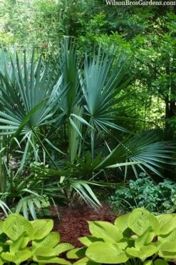 Blue Stem Dwarf Palmetto Palm (Sabal Minor) - 3 Gallon Pot -Foliage Dream Sales Store sabal minor dwarf blue stem palmetto palm 8 1