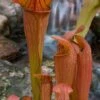 Bug Bat Pitcher Plant (Sarracenia) - 2.5 Quart Pot